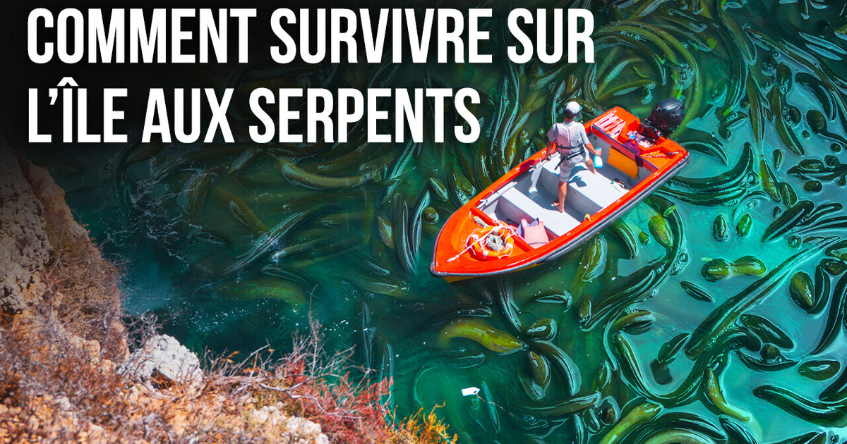 Bienvenue Sur La Périlleuse Île Aux Serpents