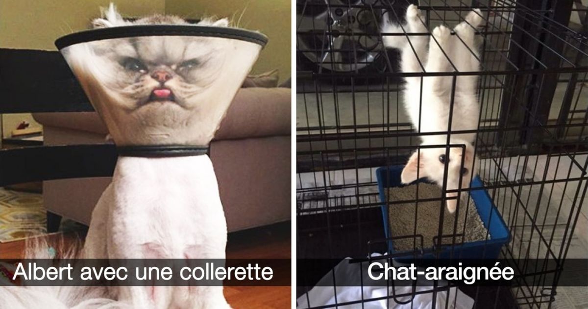 Chaque propriétaire de chat se reconnaîtra à travers ces 27 photos postées sur Snapchat