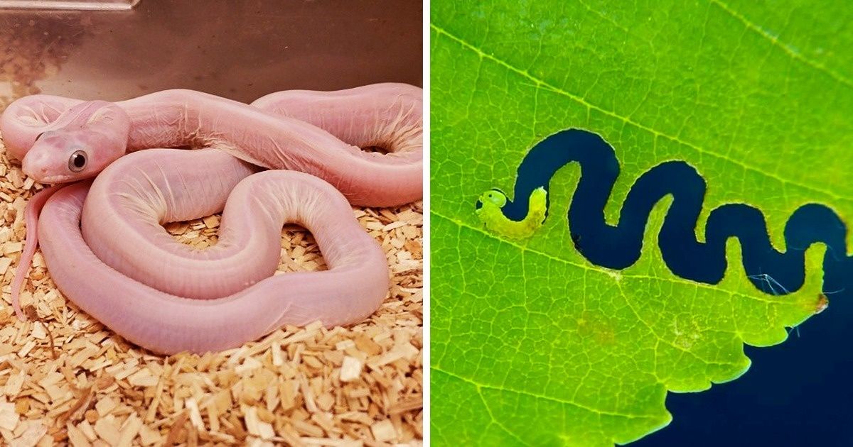 Ces 17 choses incroyables ne vont pas manquer de te surprendre !