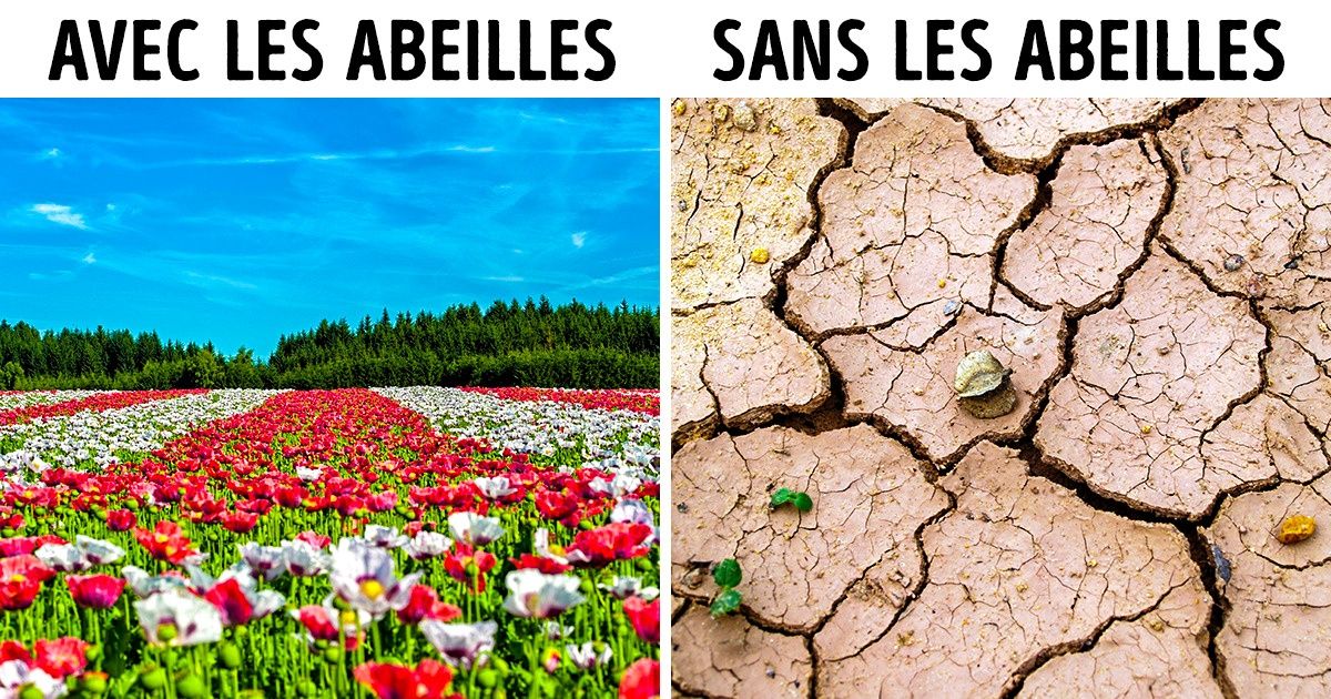 Pourquoi les abeilles sont-elles si importantes et que pouvons-nous faire pour les empêcher de disparaître ? Pourquoi les abeilles sont-elles si importantes et que pouvons-nous faire pour les empêcher de disparaître ?