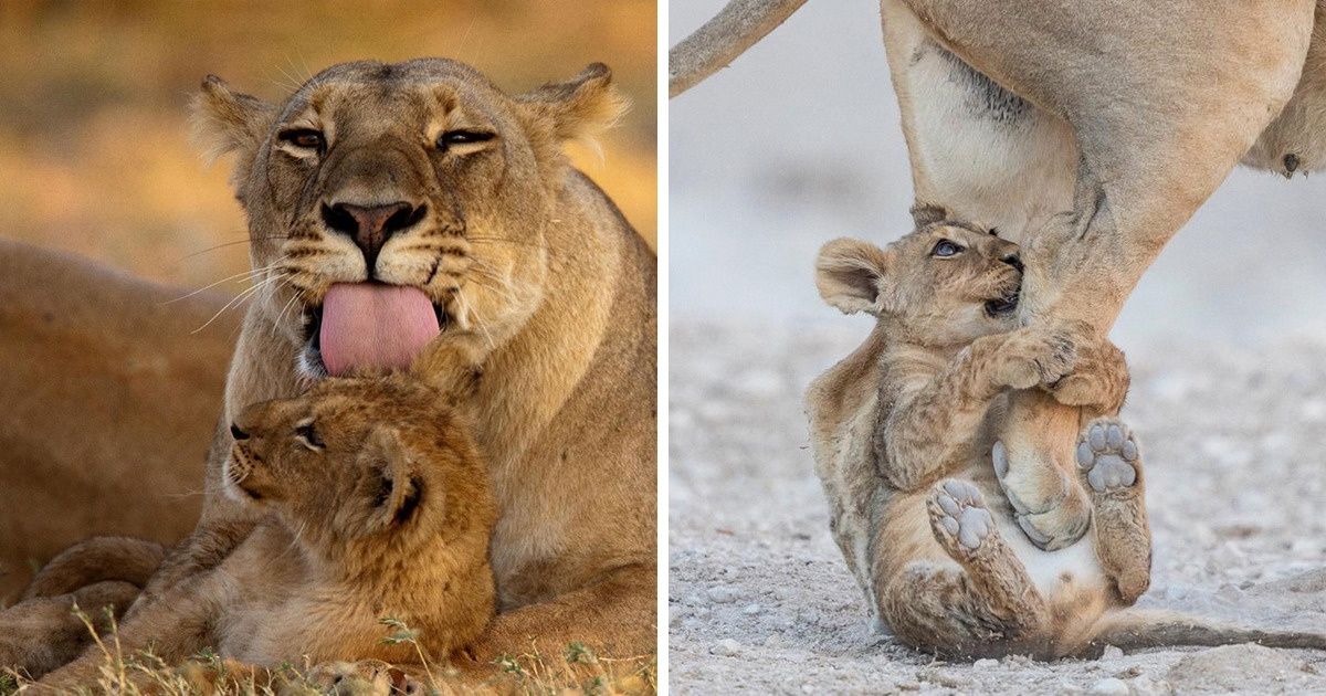 20 Animaux qui nous montrent que la famille est ce qu’il y a de plus important sur Terre