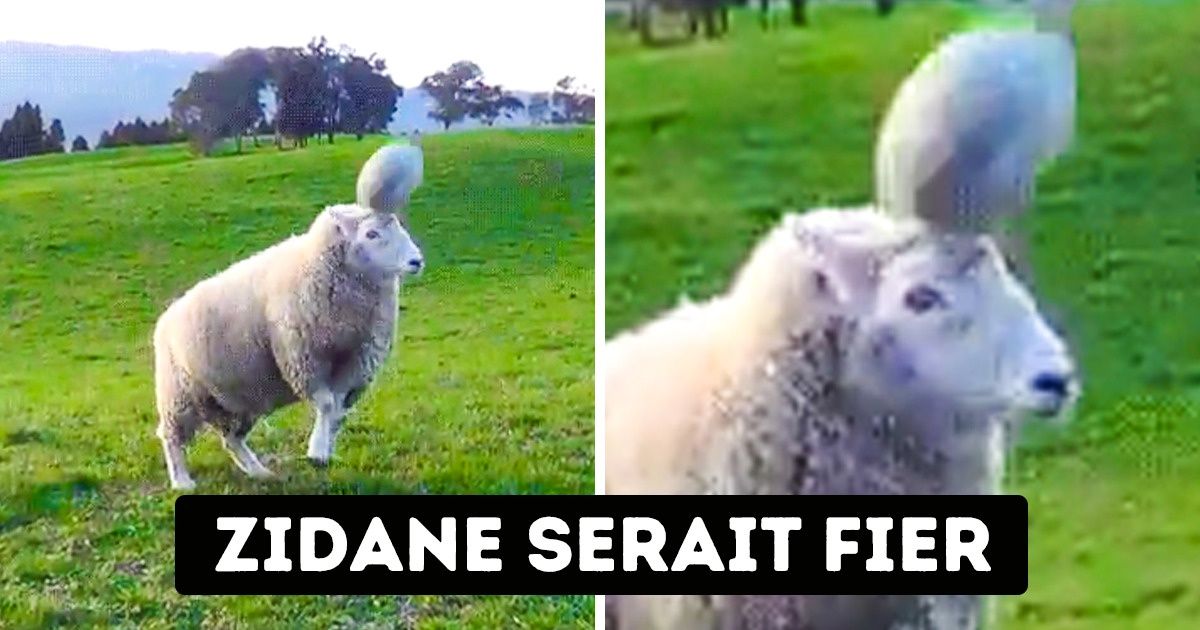 18 Fois où des animaux ont eu un comportement 100 % humain