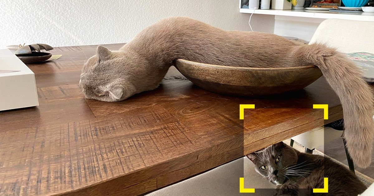 20 Photos bien parties pour être parfaites, mais que le hasard a finalement rendues mémorables (nouvelle sélection)