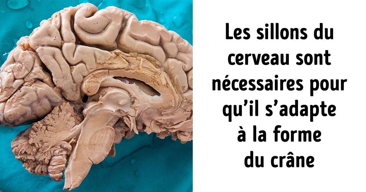 20 Faits peu connus qui t’aideront à comprendre comment fonctionne notre corps 20 Faits peu connus qui t’aideront à comprendre comment fonctionne notre corps