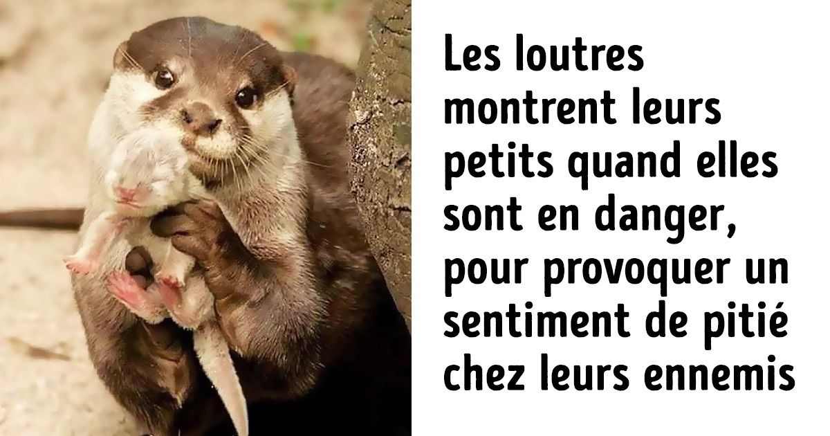 20 faits sur les animaux qui vont te faire fondre le cœur