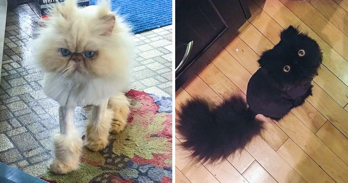 25 Chats sublimes qui sont allés chez le coiffeur pour la première fois 25 Chats sublimes qui sont allés chez le coiffeur pour la première fois