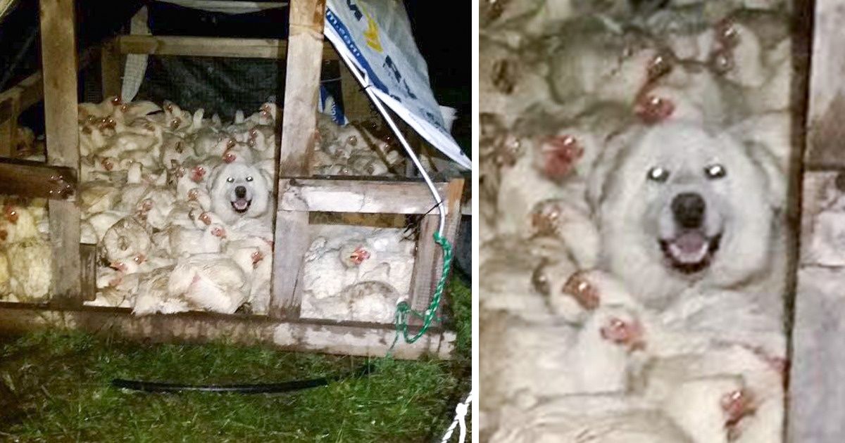22 Photos de chiens qui ne laissent pas de place à la tristesse 22 Photos de chiens qui ne laissent pas de place à la tristesse