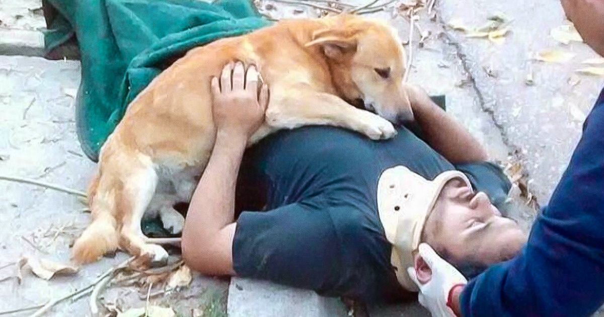 17 preuves que les chiens sont de véritables super-héros 17 preuves que les chiens sont de véritables super-héros