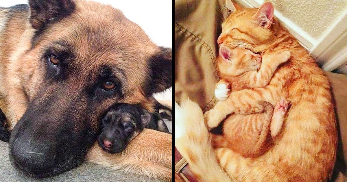 25 Familles d’animaux qui toucheront n’importe quelle personne