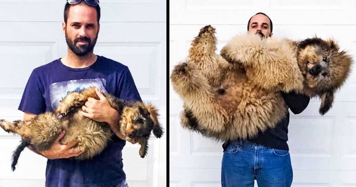 20 Photos touchantes de chiots et d’adultes qui montrent que le temps passe beaucoup trop vite