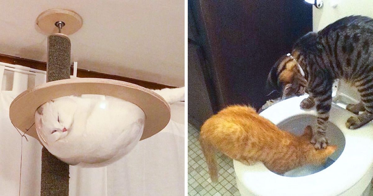 21 chats qui feront même sourire les plus grincheux d’entre nous !