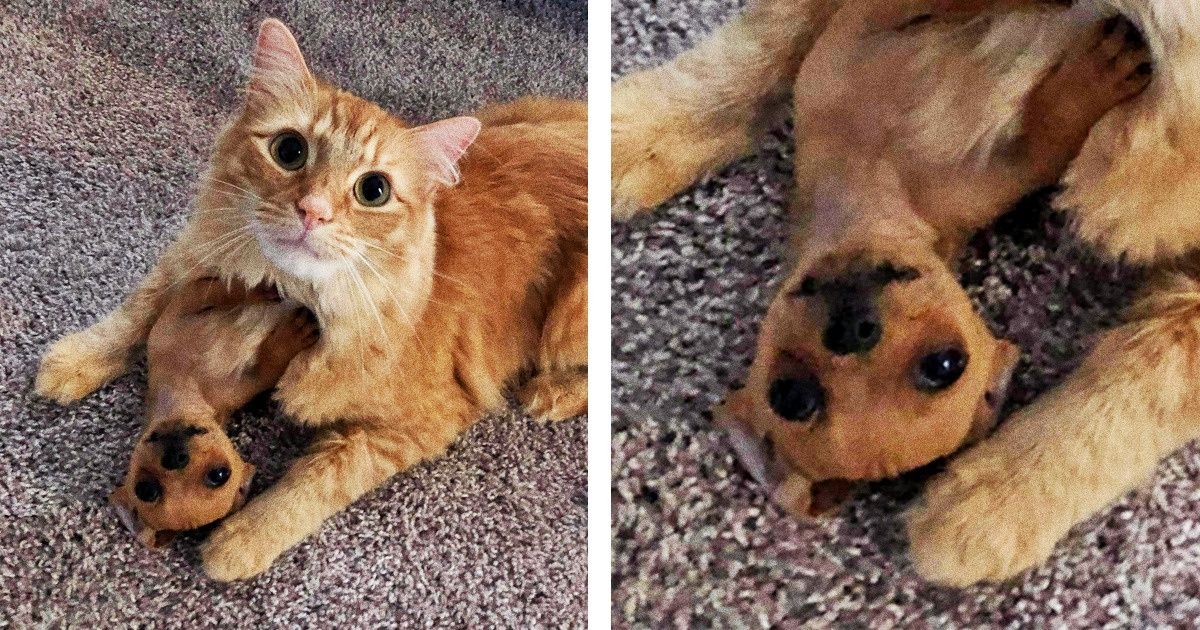 20 Animaux qui semblent aussi amis que Winnie l’ourson et Porcinet