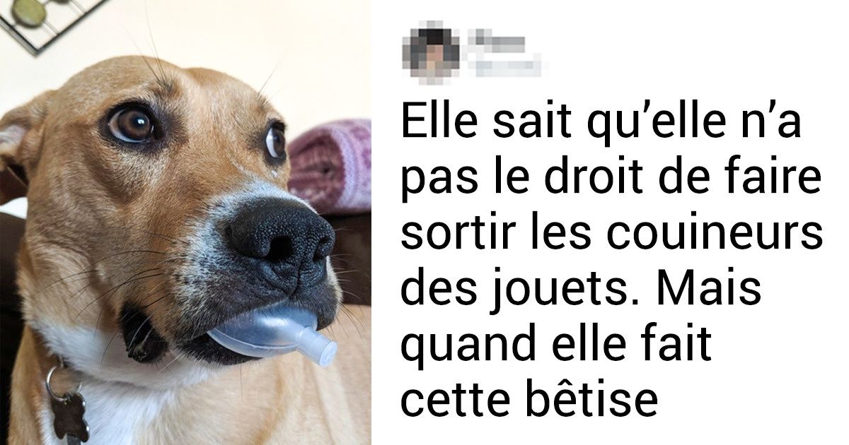 17 Animaux de compagnie qui peuvent prétendre au titre de l’animal le plus gentil du mois