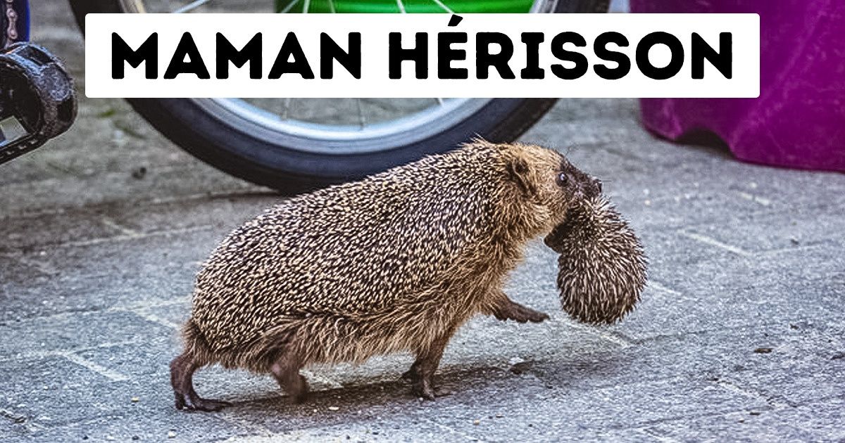 15 Animaux qu’on connaît bien, mais qui ont de quoi encore nous étonner