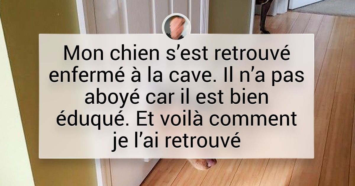 17 Personnes qui ont adopté des animaux de compagnie et qui ont dit adieu à leur vie tranquille