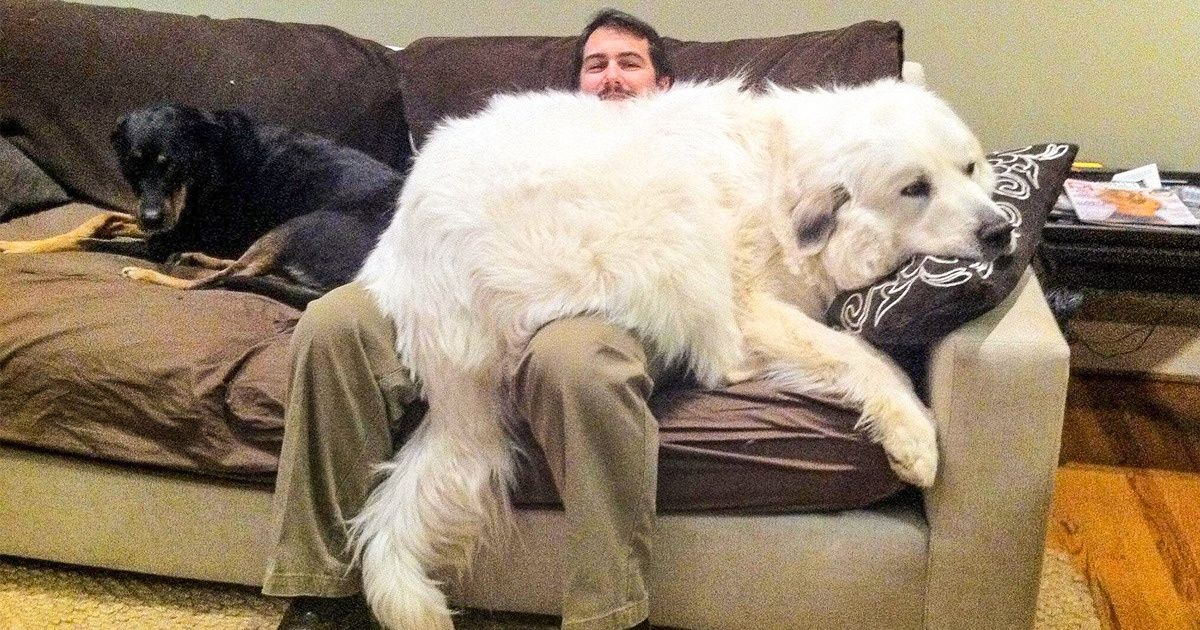 20+ Personnes qui voulaient un chien et ont fini par avoir un ours comme animal domestique