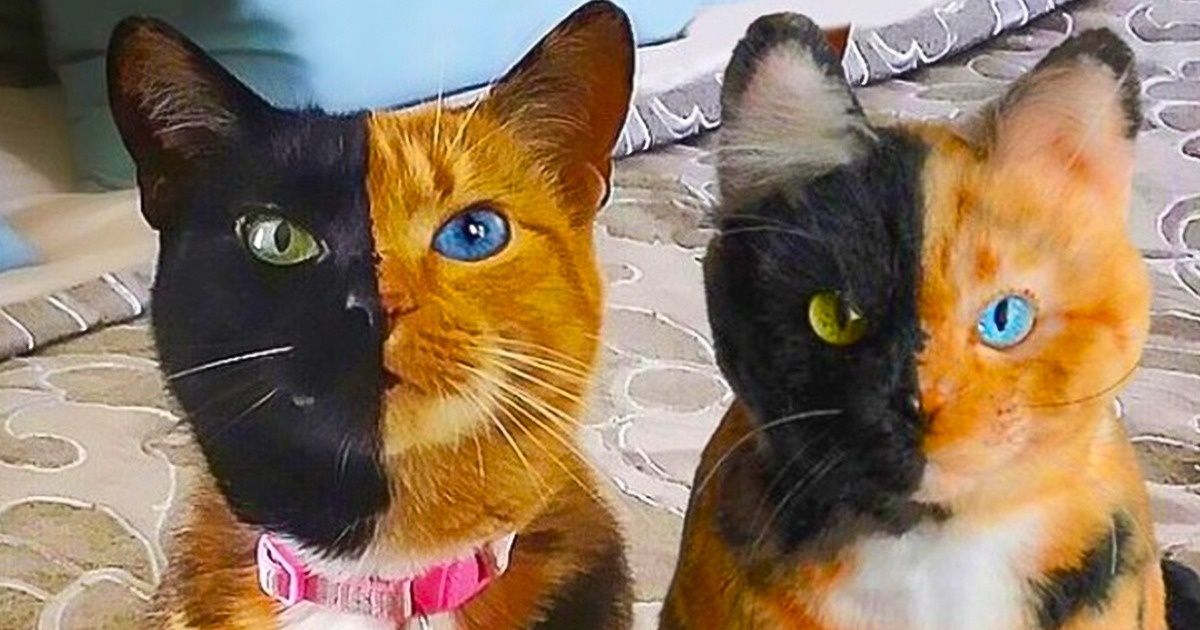 Ces 15 animaux sont tombés amoureux d’une peluche et ils ne l’ont plus jamais quittée