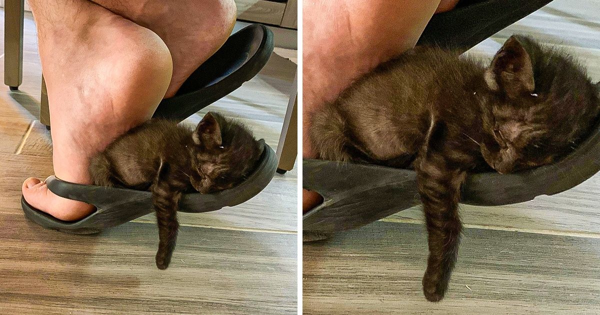 20 Photos qui sont aussi réconfortantes qu’un bon gros câlin