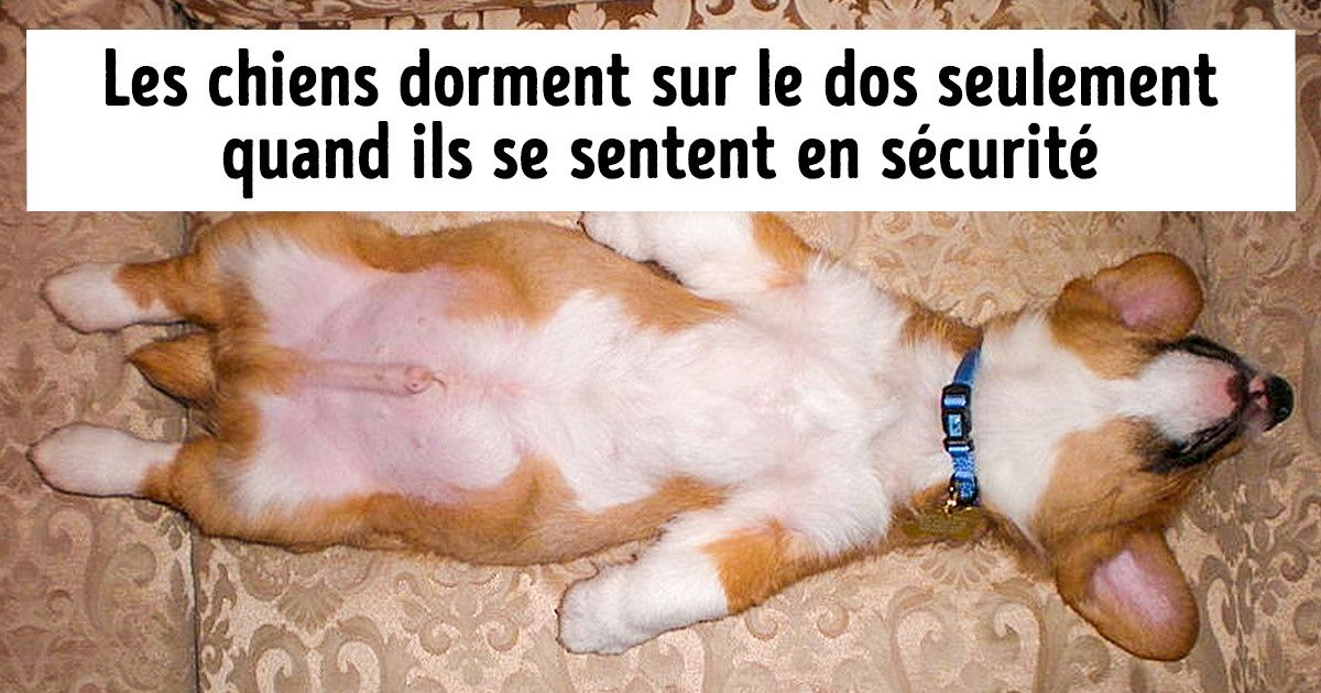 12 Infos sur le meilleur ami de l’homme que tu ignores probablement