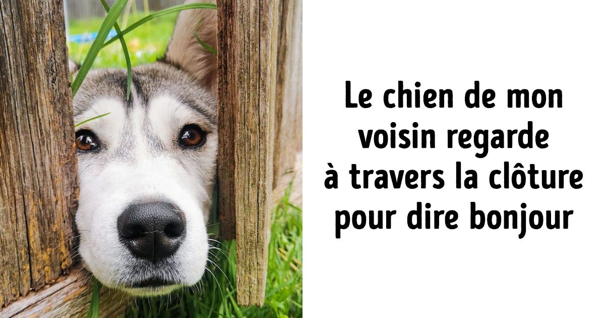 18 Animaux qui te donneront le sourire pour toute la journée