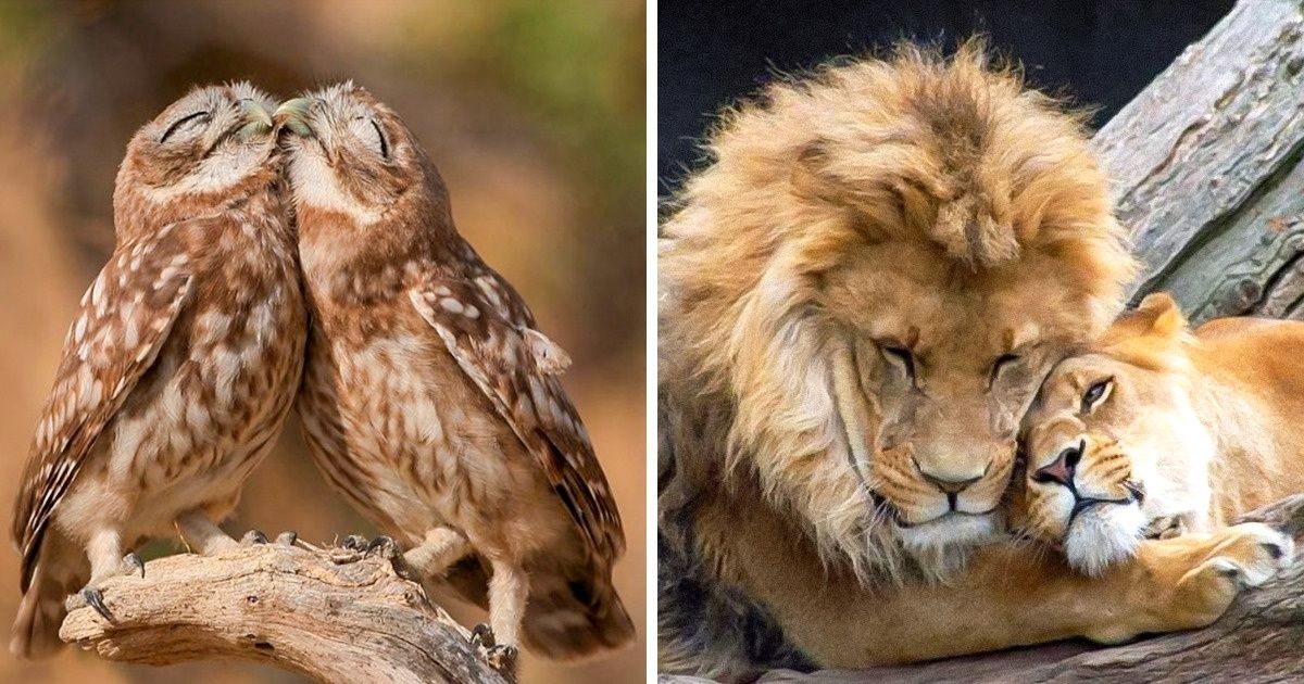 20 Couples d’animaux qui prouvent que l’amour existe bel et bien