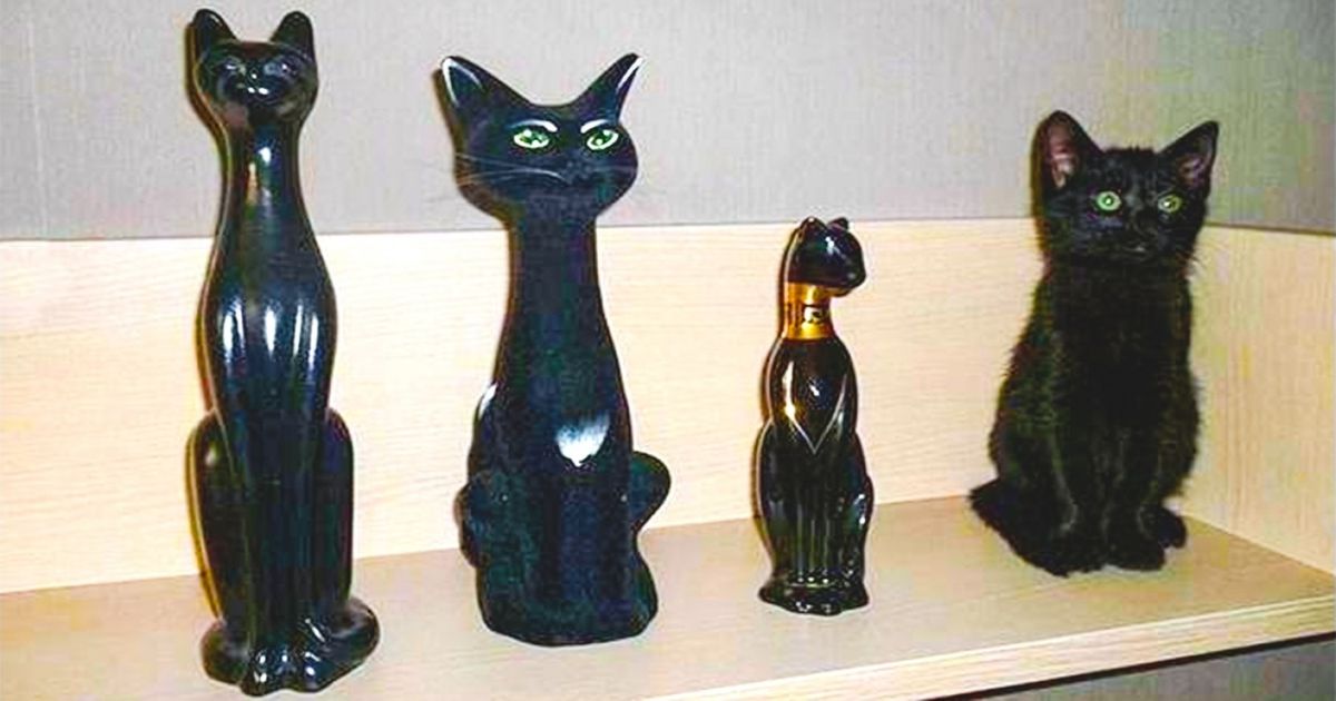 Ces 25 animaux sont les champions du cache-cache