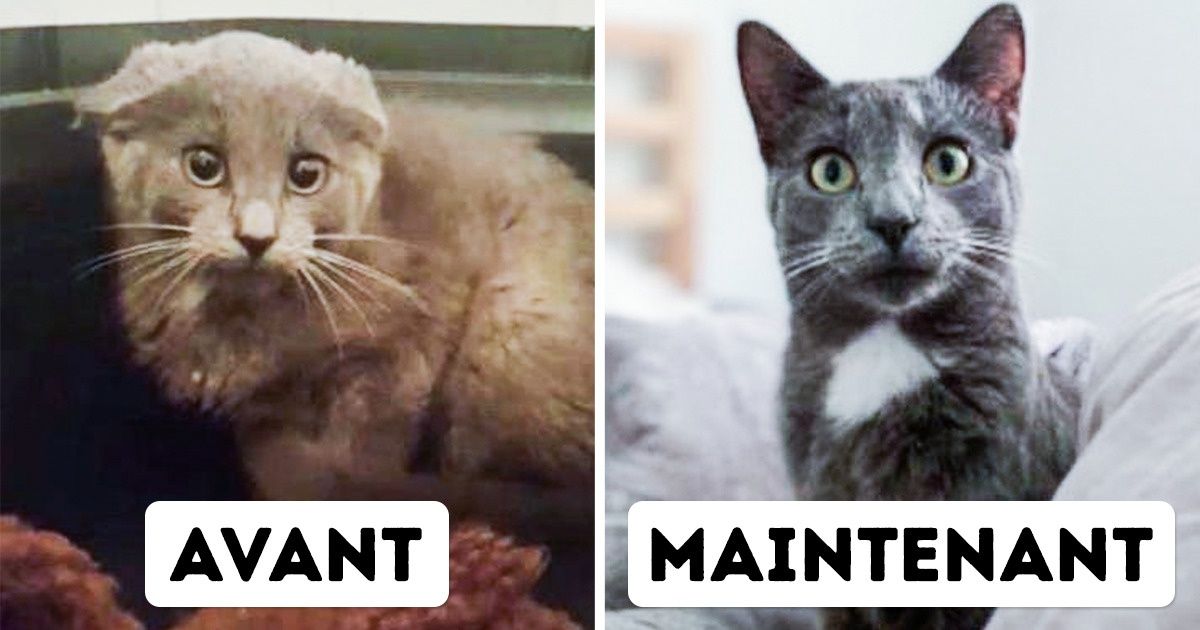 20 Internautes ont partagé des photos de leurs chats avant et après leur adoption