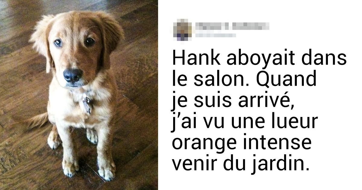 Ce fil de discussion sur Twitter compile des histoires de chiens qui ont sauvé leurs maîtres, et qui méritent une énorme reconnaissance Ce fil de discussion sur Twitter compile des histoires de chiens qui ont sauvé leurs maîtres, et qui méritent une énorme reconnaissance