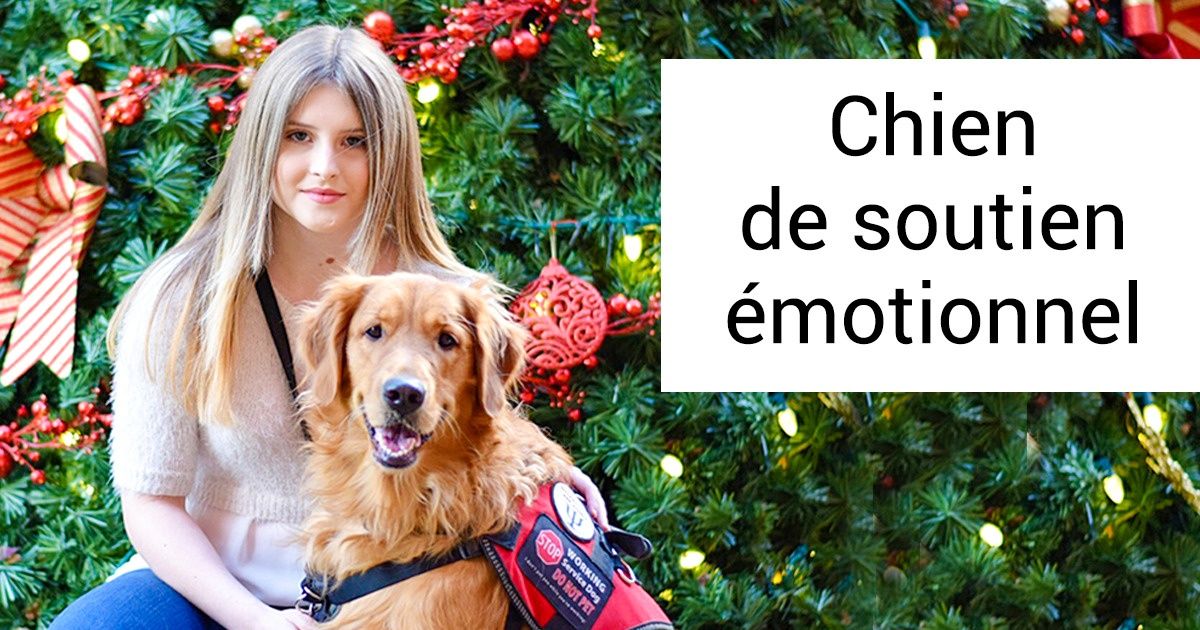 13 Chiens qui ont des “super-pouvoirs” au point de faire des choses épatantes pour venir en aide aux humains 13 Chiens qui ont des “super-pouvoirs” au point de faire des choses épatantes pour venir en aide aux humains
