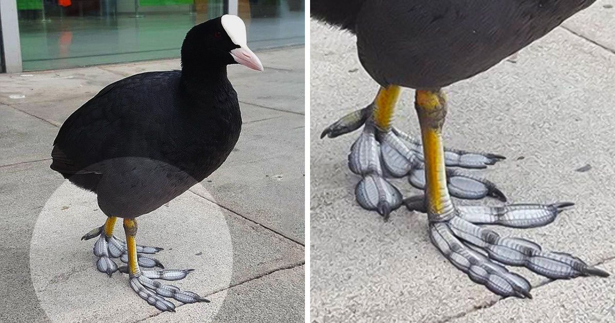 Cet oiseau a des pattes uniques qui ressemblent à des plumes (12 photos)