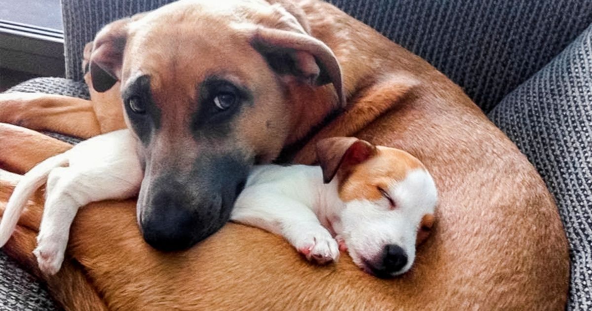 Des animaux domestiques rencontrent le nouveau petit membre poilu de la famille et leurs réactions sont uniques