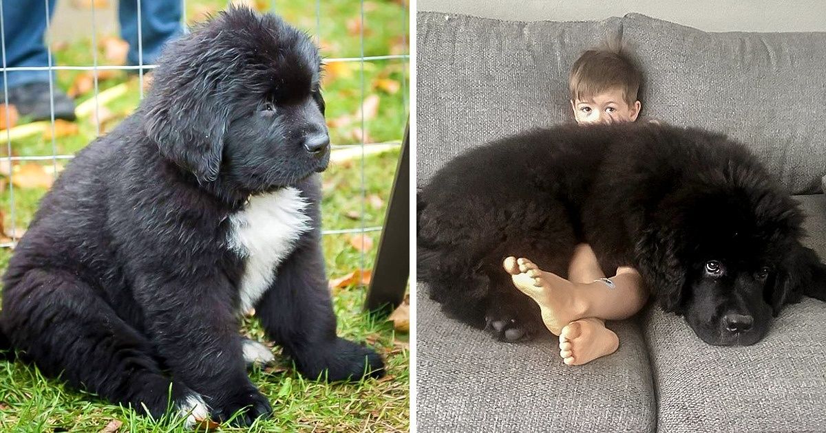 20 Animaux qui se sont avérés beaucoup plus gros qu’on ne l’aurait imaginé