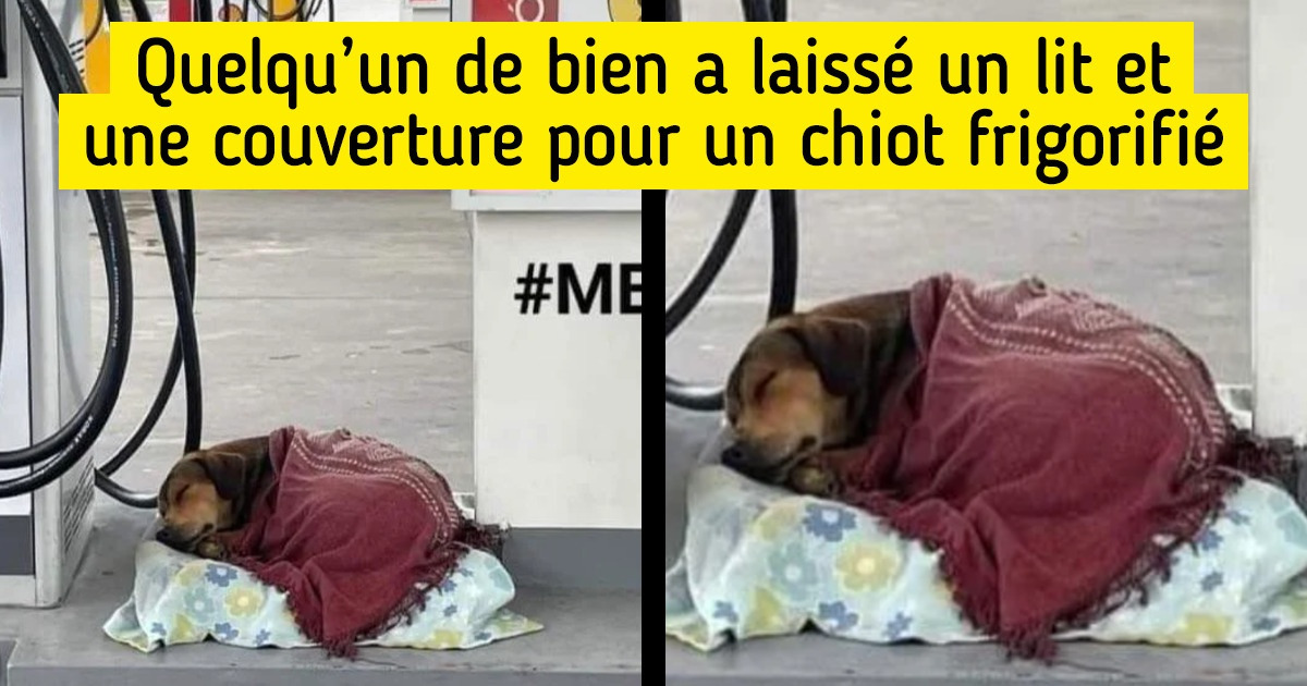 18 Photos qui prouvent que l’amour est le seul remède dont notre monde a besoin