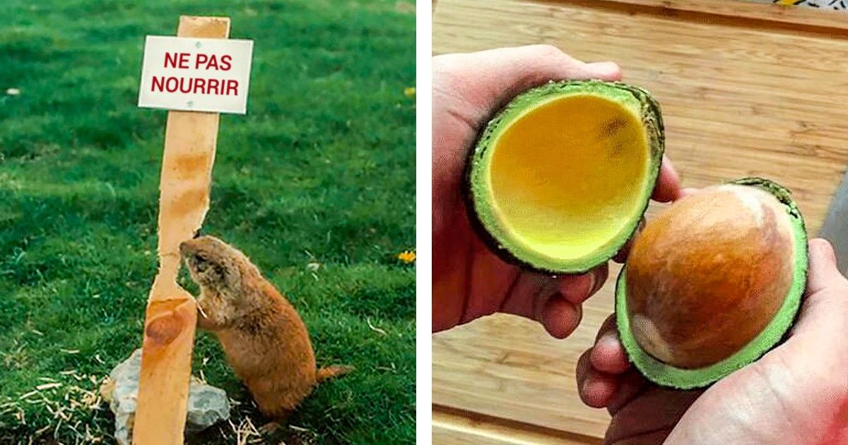 20 Photos qui prouvent que la Nature a un sacré sens de l’humour 20 Photos qui prouvent que la Nature a un sacré sens de l’humour
