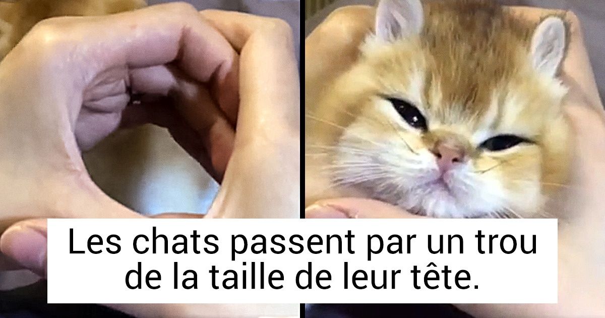 15 Faits Sur Les Chats Qui Expliquent De Nombreuses Incoherences Dans Leur Comportement