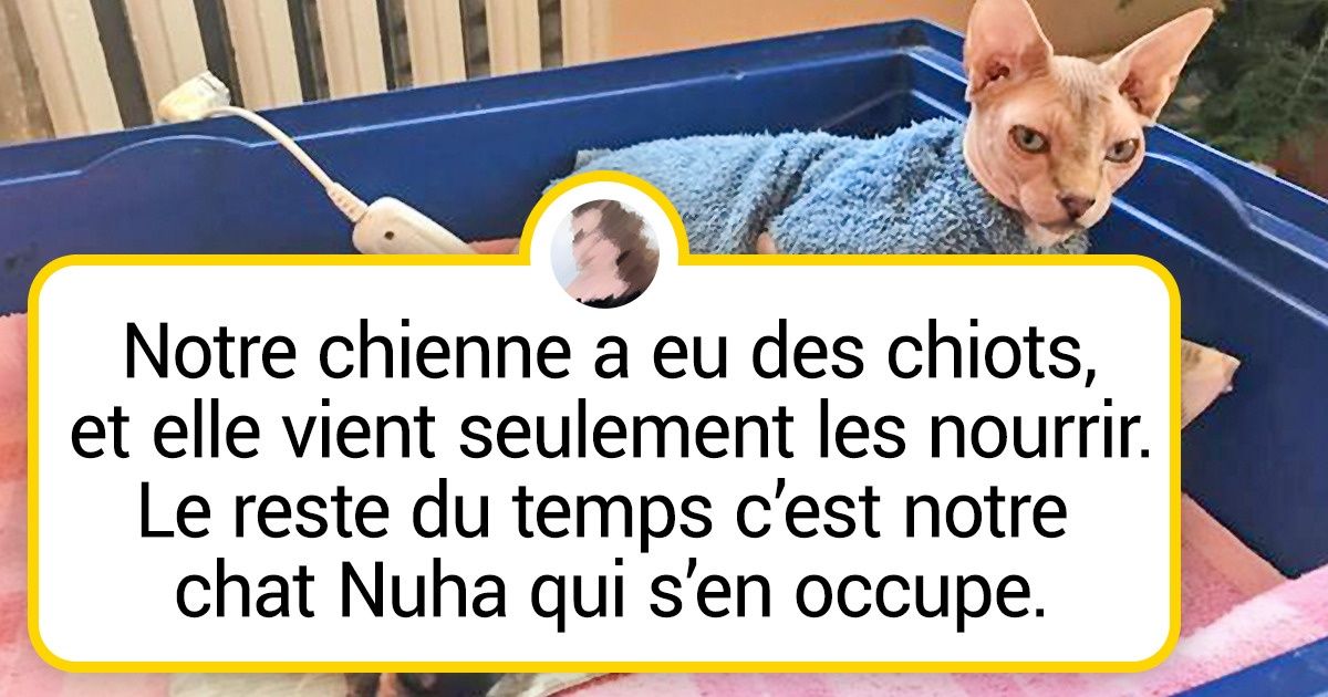 20+ Chats et chiens qui ont enterré la hache de guerre et qui maintenant filent le parfait amour