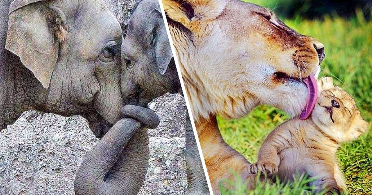 20 Photos d’animaux qui prouvent qu’il n’y a rien de plus grand que l’amour d’une mère