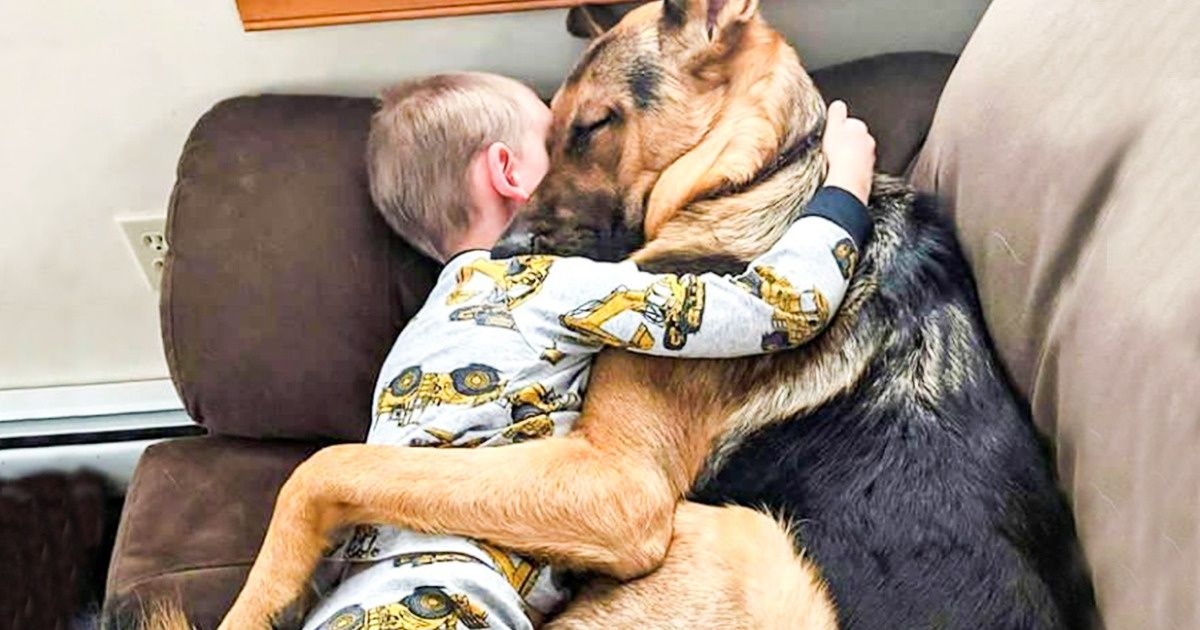 8 Raisons scientifiques pour lesquelles avoir un chien à la maison est bon pour la santé 8 Raisons scientifiques pour lesquelles avoir un chien à la maison est bon pour la santé