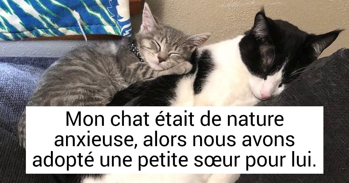 Ces 16 utilisateurs de Reddit ont recueilli des animaux de la rue et ont su les rendre heureux