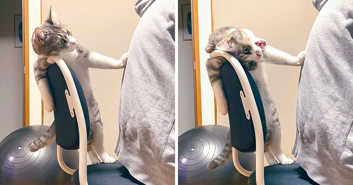 20 Animaux que les maîtres ont photographiés au moment d’un petit coup de folie 20 Animaux que les maîtres ont photographiés au moment d’un petit coup de folie