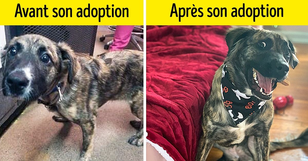 20 Clichés d’animaux transformés par l’amour après avoir vécu des situations indicibles