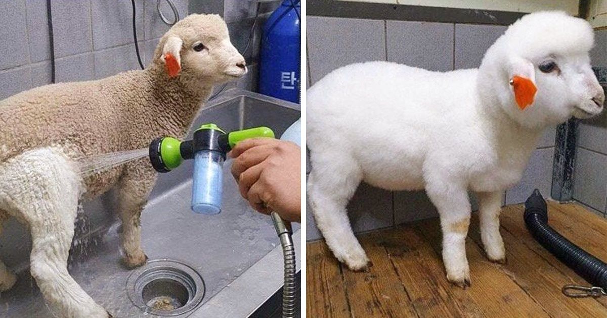 23 Photos “avant / après” d’animaux domestiques que tu auras du mal à reconnaître