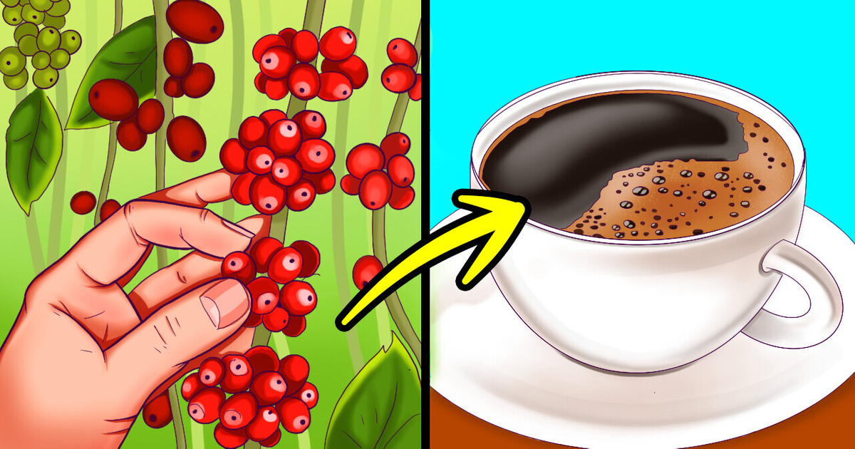 De la fève à la tasse : La fascinante histoire du café