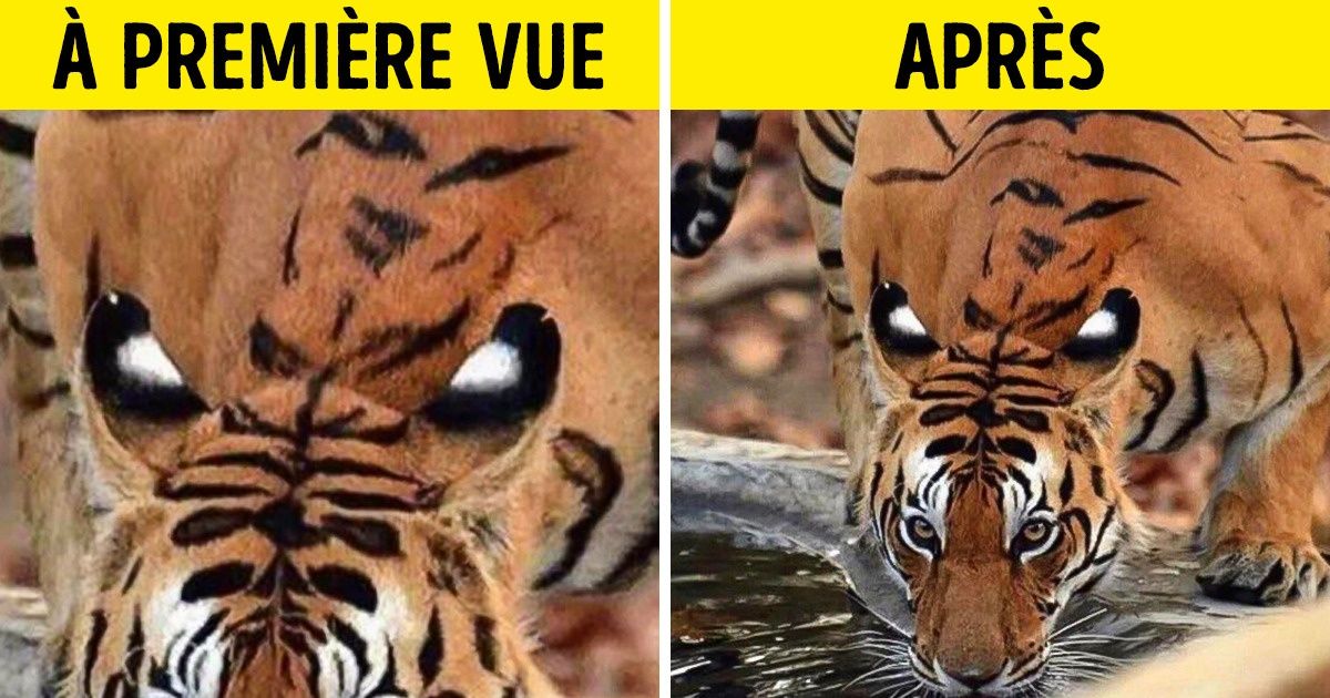 15+ Photos qui peuvent être trompeuses à première vue 15+ Photos qui peuvent être trompeuses à première vue