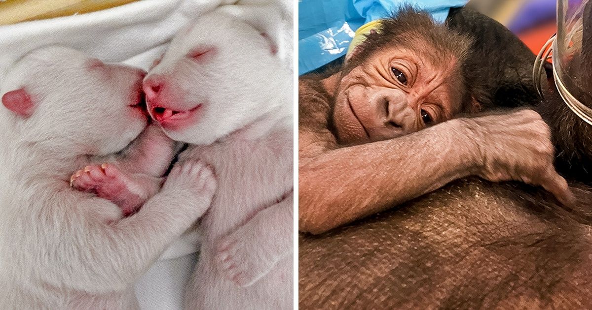 18 Bébés animaux qui sont totalement craquants dès leur naissance