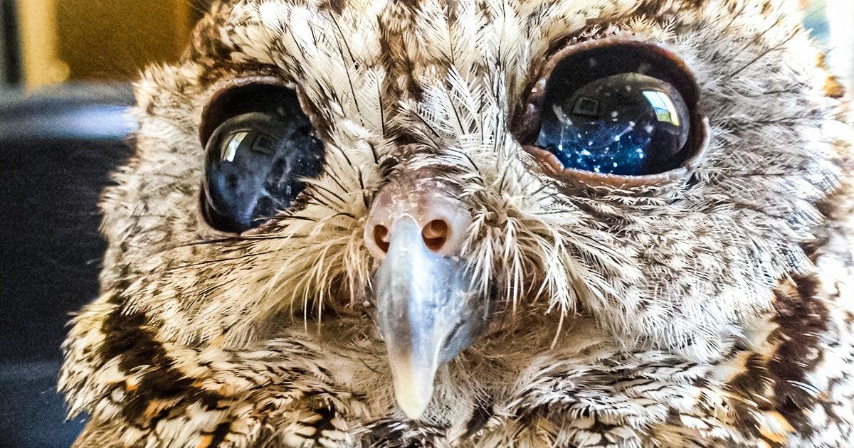 Découvre l’histoire de Zeus, le hibou qui a littéralement “des étoiles dans les yeux”
