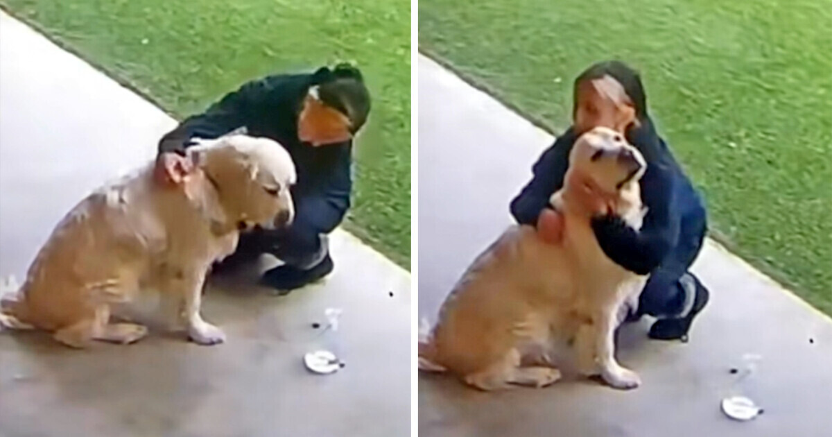 La réaction d’un golden retriever fait fondre les cœurs lorsqu’il a été récupéré le dernier à la garderie