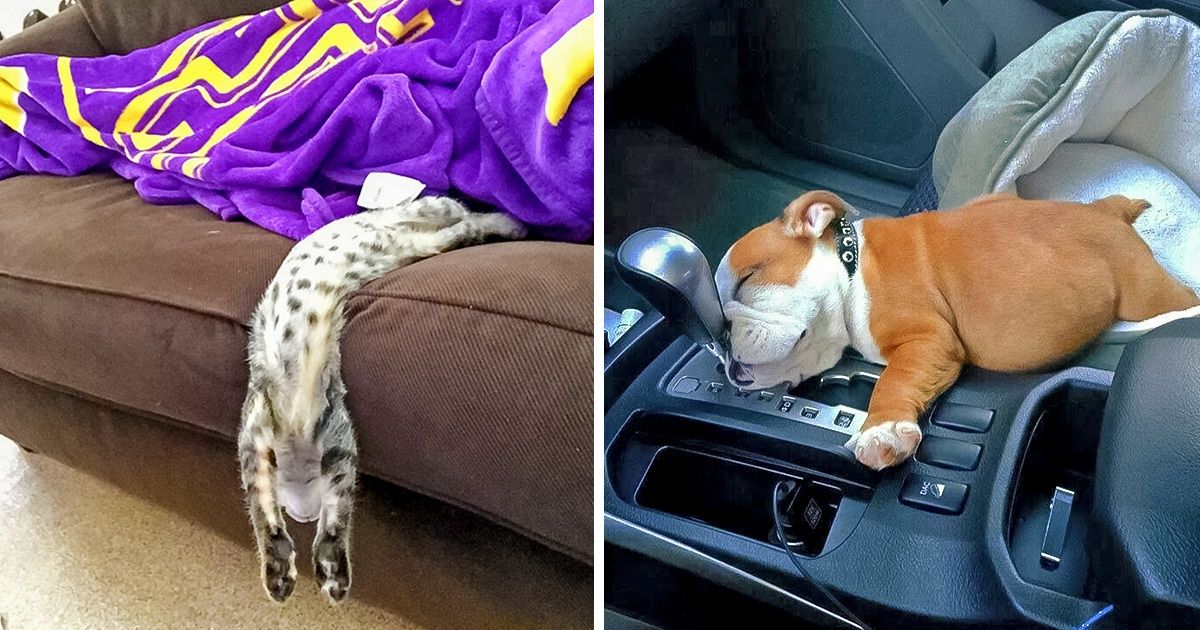 20 Photos hilarantes qui montrent que les animaux peuvent littéralement s’endormir n’importe où