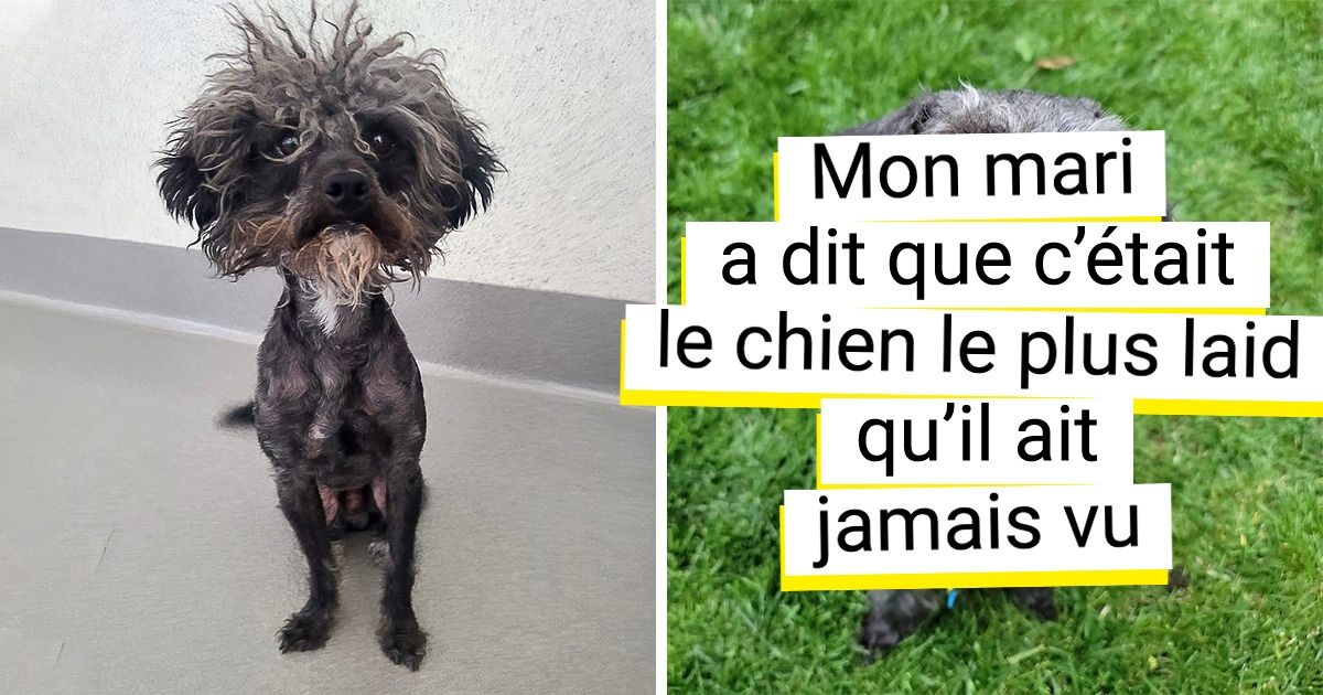 20 Propriétaires qui ont, un jour, recueilli un petit truc affamé qui s’est finalement transformé en un nuage d’amour poilu
