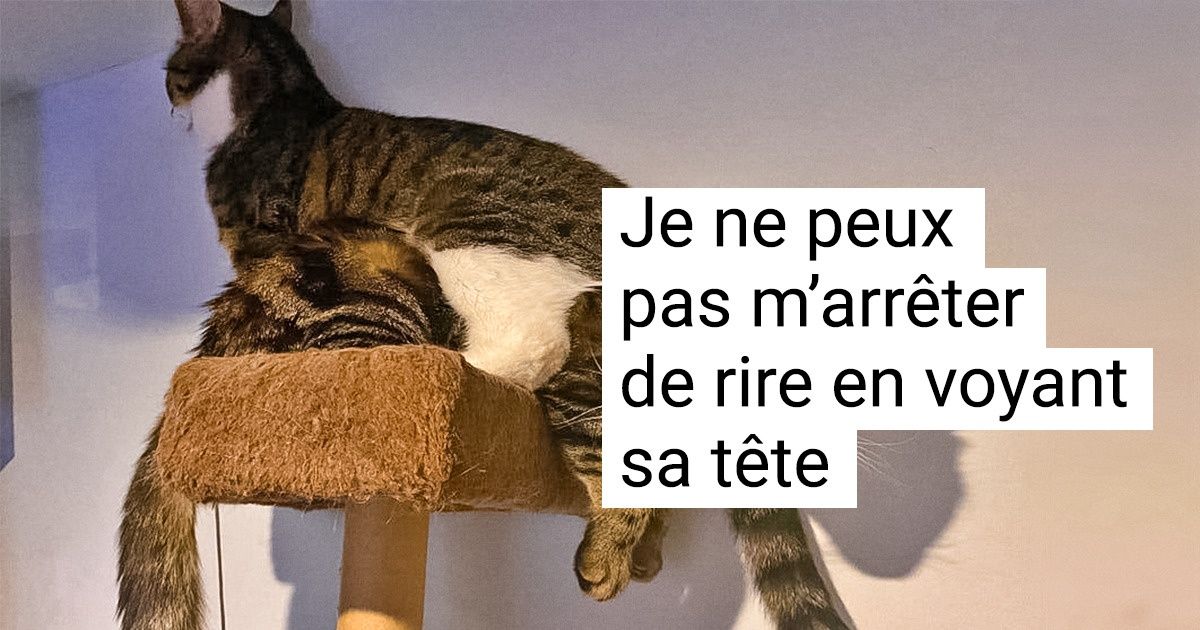 20 Personnes qui ont adopté plus d’un chat et qui ne l’ont jamais regretté